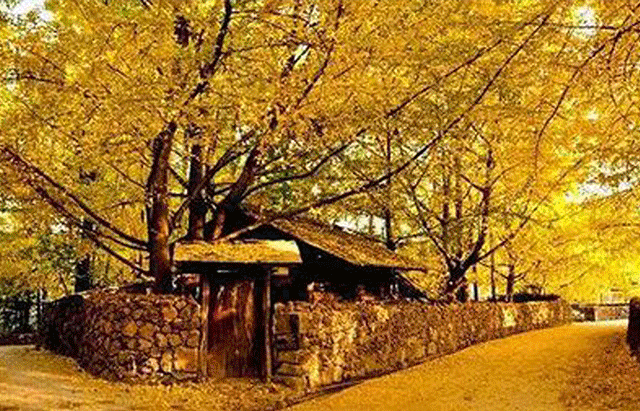 timg-(17).gif timg-(17).gif